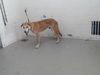 adoptable Dog in San Bernardino, CA named KORAY