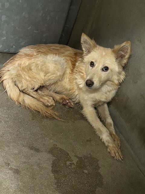 adoptable Dog in San Bernardino, CA named TWYLA