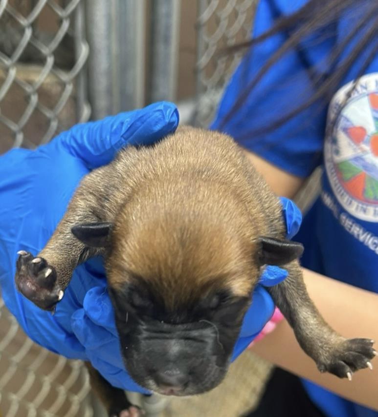 adoptable Dog in San Bernardino, CA named RESCUE PARTNER ONLY:RICKY