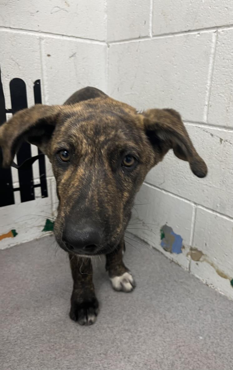 adoptable Dog in San Bernardino, CA named NEPTUNE