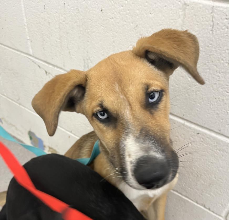 adoptable Dog in San Bernardino, CA named CRESCENT