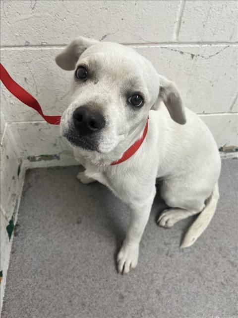 adoptable Dog in San Bernardino, CA named CHARLOTTE