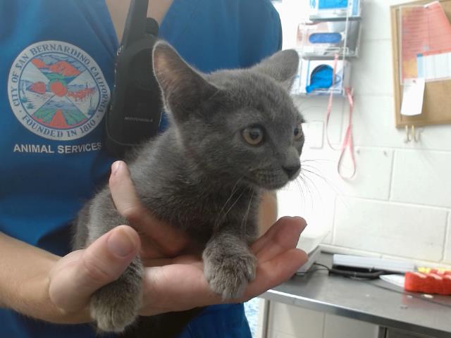 adoptable Cat in San Bernardino, CA named HENRY