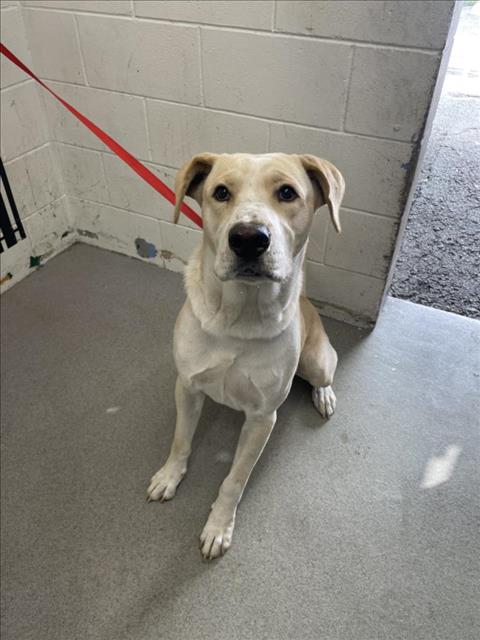 adoptable Dog in San Bernardino, CA named TOMMY