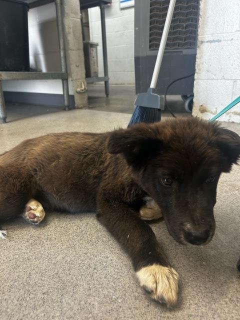 adoptable Dog in San Bernardino, CA named SEAMUS