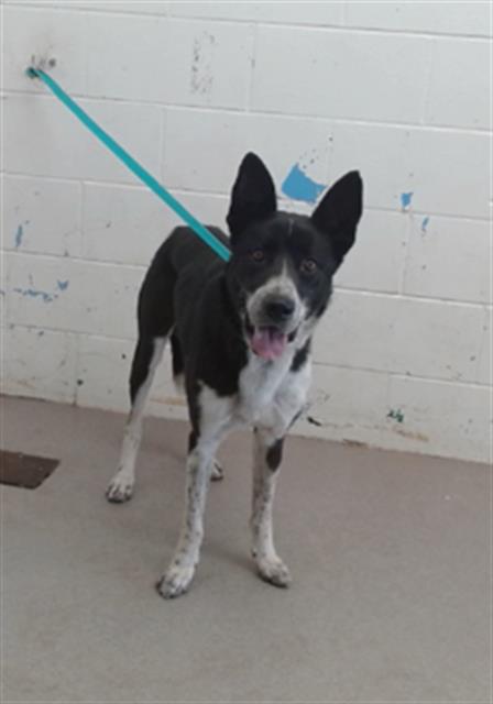 adoptable Dog in San Bernardino, CA named NIKOLAI