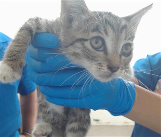 adoptable Cat in San Bernardino, CA named BILL