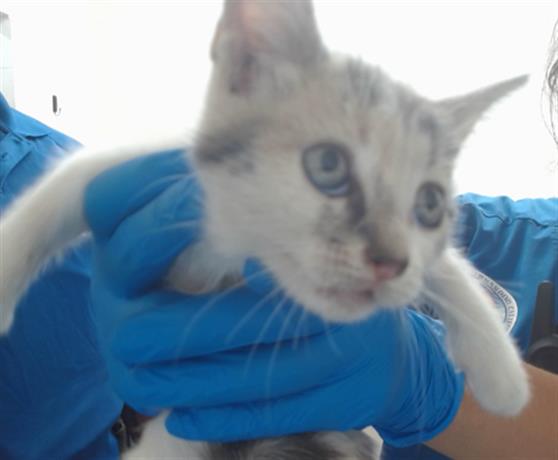 adoptable Cat in San Bernardino, CA named PERCY