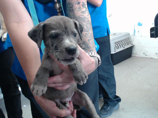 adoptable Dog in San Bernardino, CA named POOKIE