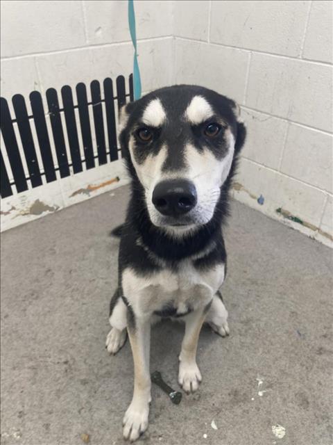 adoptable Dog in San Bernardino, CA named BOO