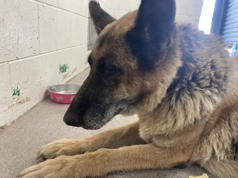 adoptable Dog in San Bernardino, CA named CHIEF