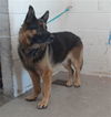 adoptable Dog in San Bernardino, CA named ASLAN