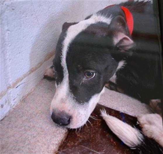 adoptable Dog in San Bernardino, CA named OREO MCFLURRY