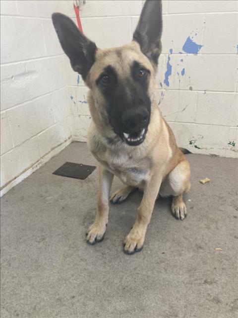 adoptable Dog in San Bernardino, CA named SCOOBY