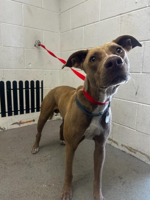 adoptable Dog in San Bernardino, CA named SHAGGY