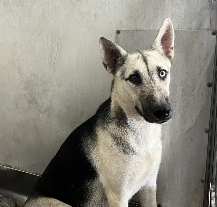 adoptable Dog in San Bernardino, CA named SCARLETT