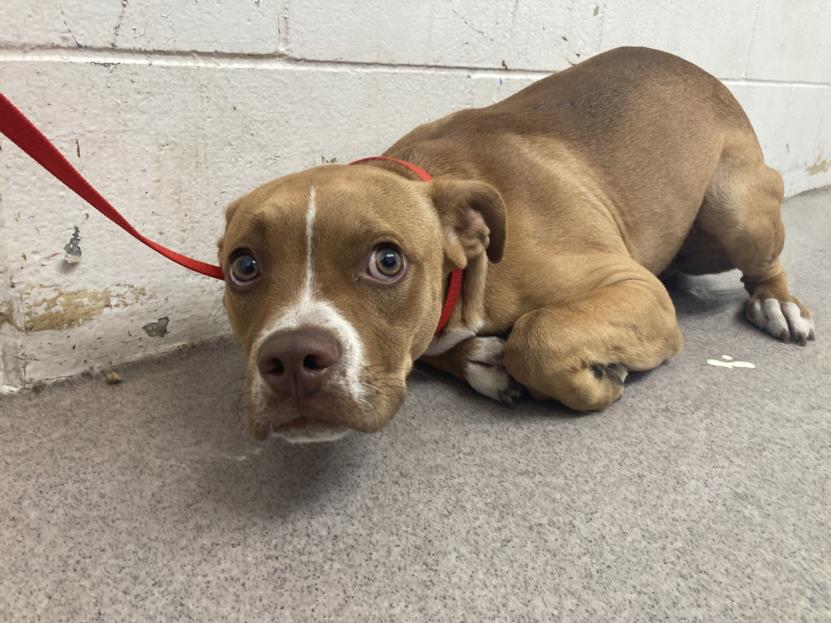 adoptable Dog in San Bernardino, CA named STEPHEN