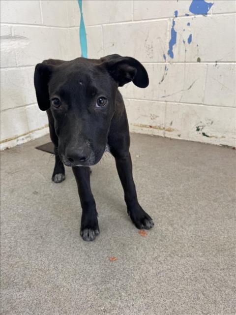 adoptable Dog in San Bernardino, CA named SCOTT