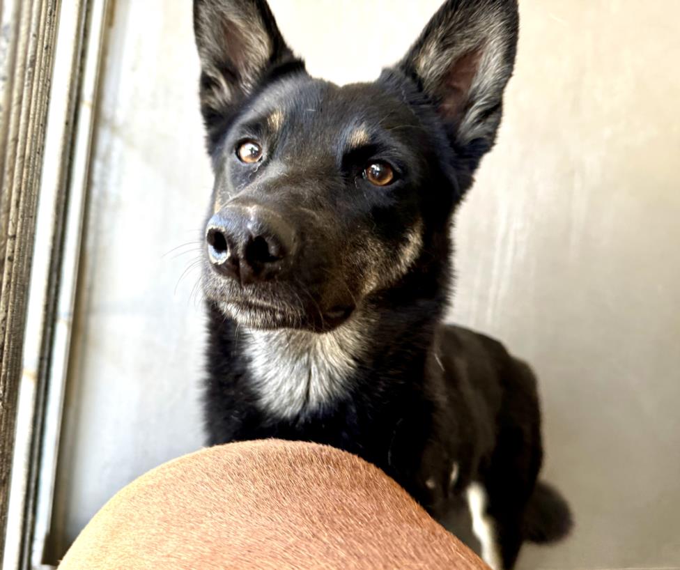 adoptable Dog in San Bernardino, CA named NORI