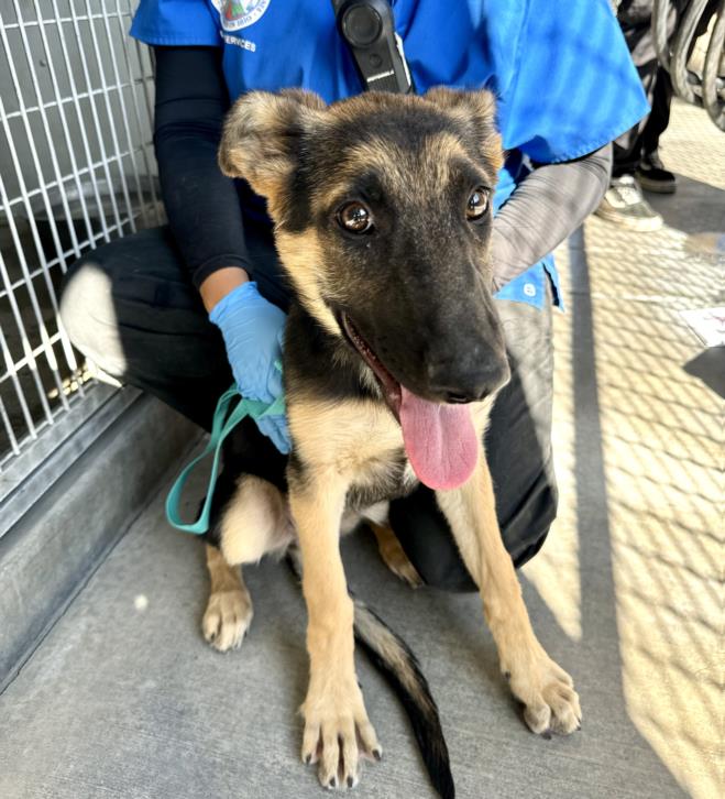 adoptable Dog in San Bernardino, CA named OLIVIA