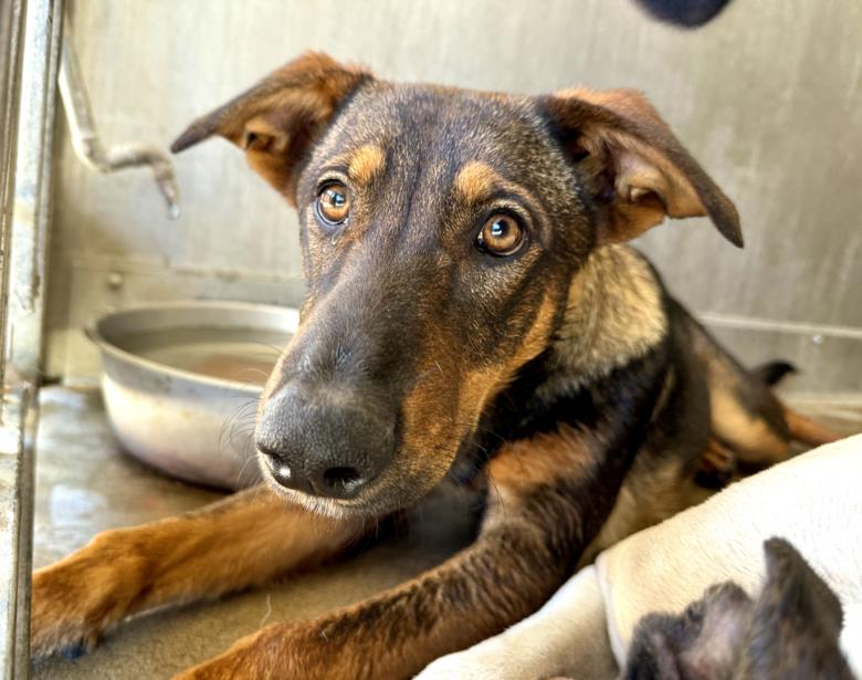 adoptable Dog in San Bernardino, CA named SAMARA