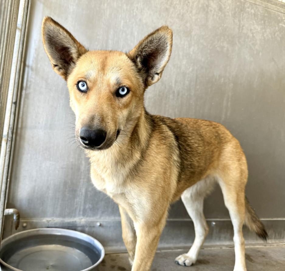 adoptable Dog in San Bernardino, CA named POLLY