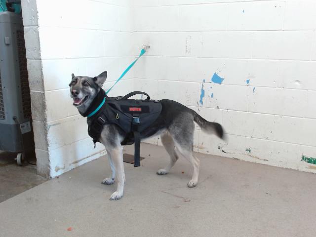 adoptable Dog in San Bernardino, CA named ELIZABETH