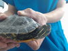 adoptable Turtle in  named LILAH