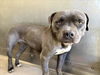 adoptable Dog in San Bernardino, CA named SUSANNA