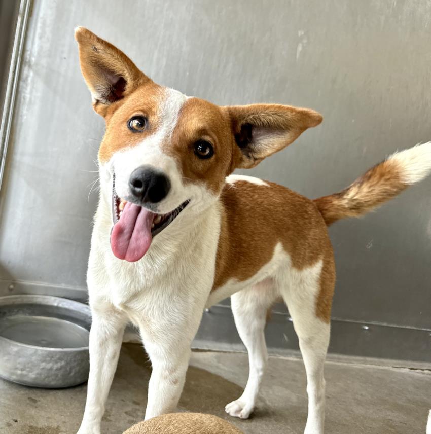 adoptable Dog in San Bernardino, CA named BRISTOL