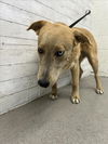 adoptable Dog in , CA named BARNEY