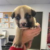 adoptable Dog in  named DAKOTA