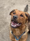 adoptable Dog in  named PEPIN
