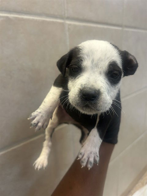 picture of the dog needing adoption