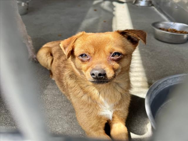 adoptable Dog in San Bernardino, CA named BENNY BOY