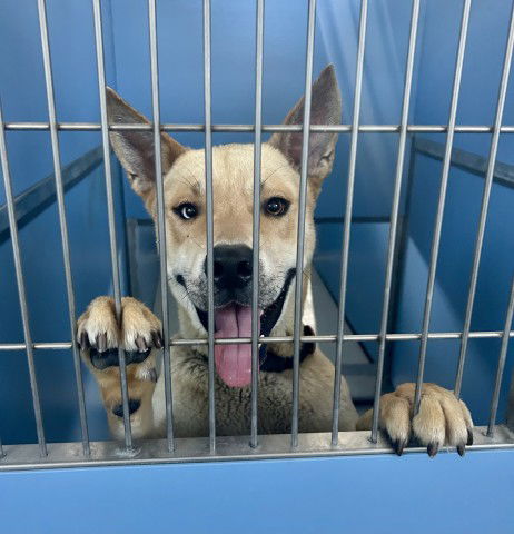 picture of the dog needing adoption
