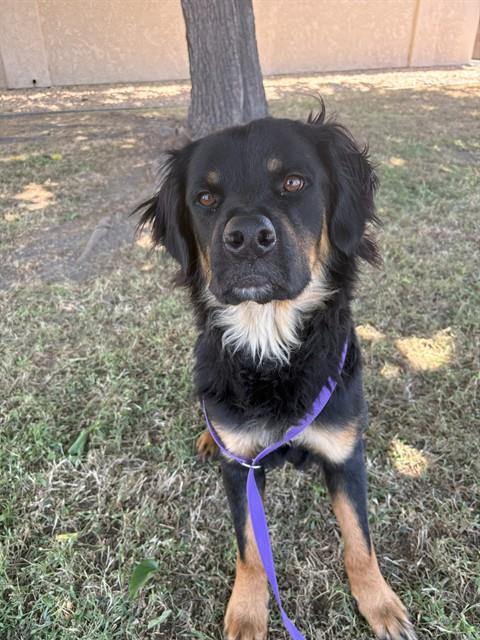 adoptable Dog in San Bernardino, CA named BUTTERCUP
