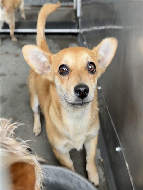 picture of the dog needing adoption