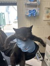adoptable Cat in san bernardino, CA named A578767