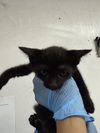 adoptable Cat in san bernardino, CA named A578768