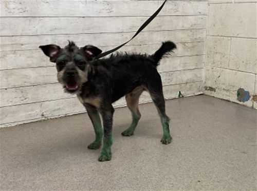 picture of the dog needing adoption
