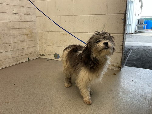 picture of the dog needing adoption