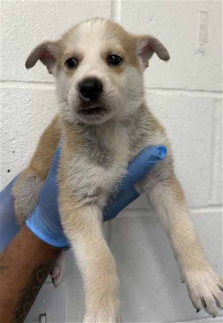 picture of the dog needing adoption