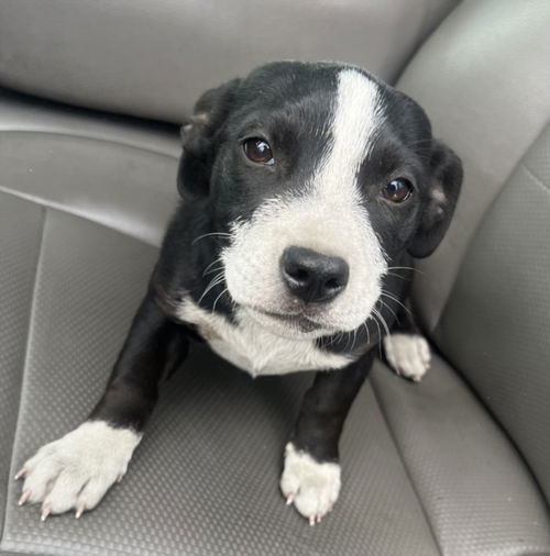 picture of the dog needing adoption