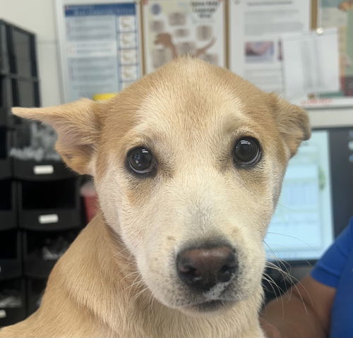 picture of the dog needing adoption