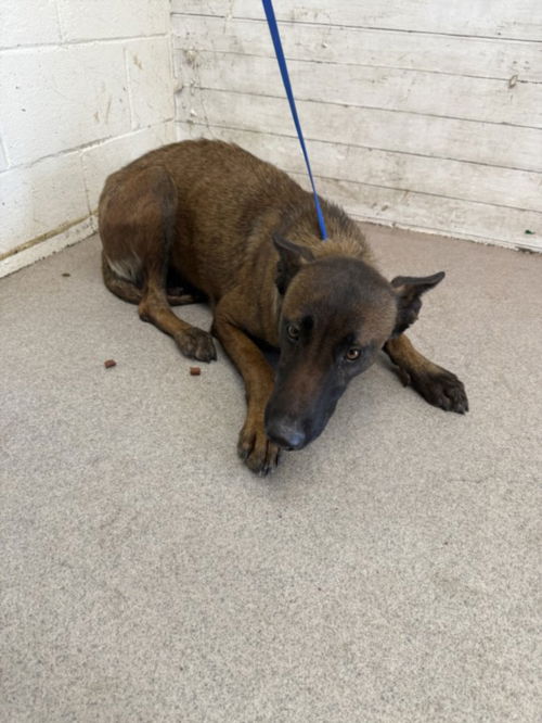 picture of the dog needing adoption