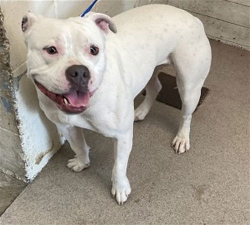 picture of the dog needing adoption