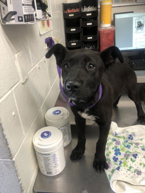 picture of the dog needing adoption