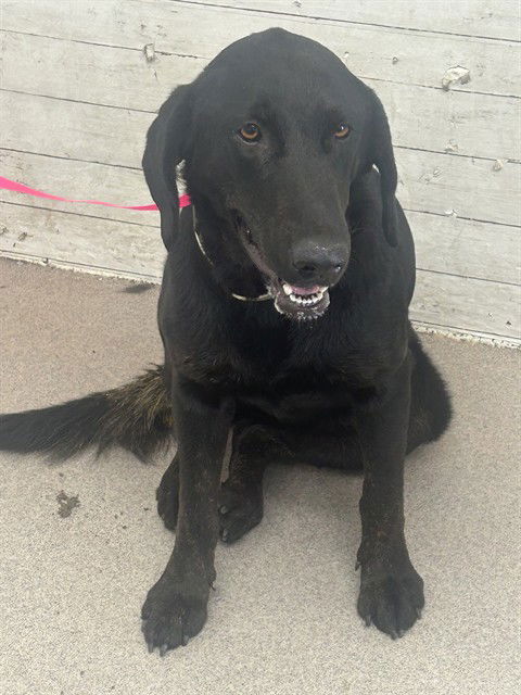 picture of the dog needing adoption