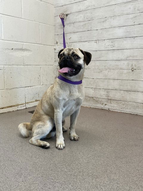 picture of the dog needing adoption